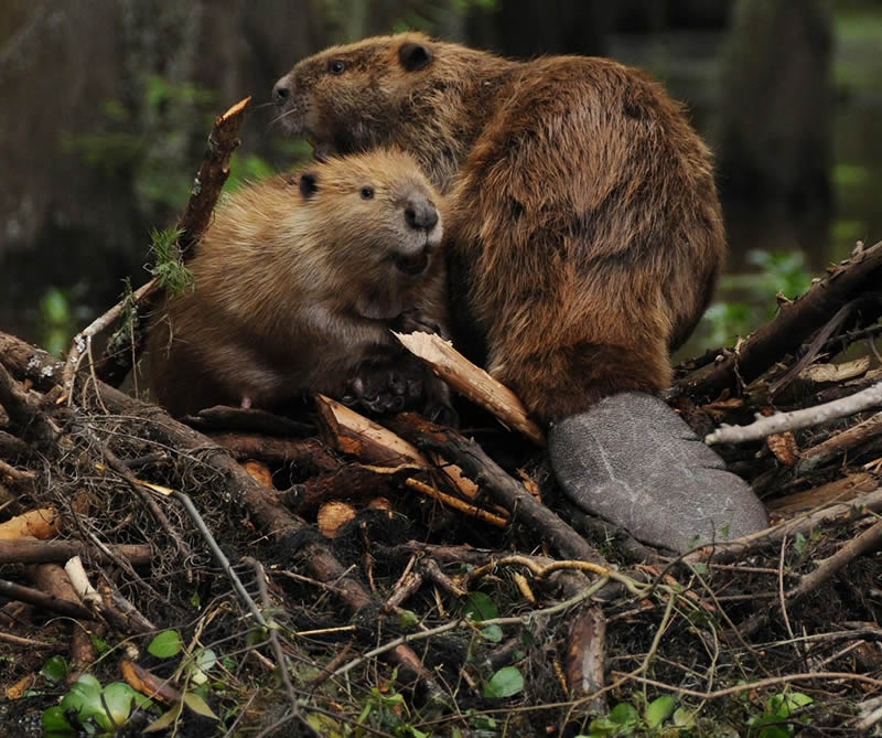 two beavers building a dam